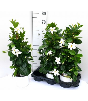 Dipladenia Rio White Ø 17 h 65