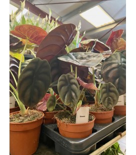 Alocasia red secret Ø12