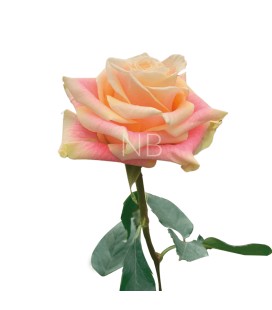 Rose Equat Wild crown 50 cm x 25