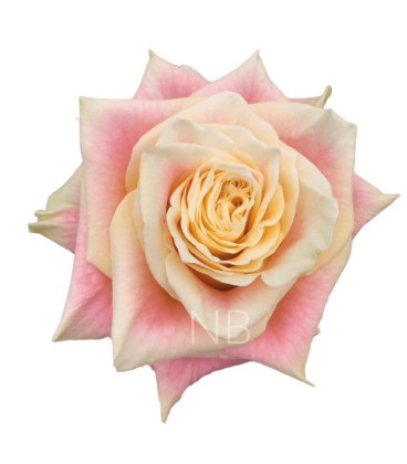 Rose Equat Wild crown 50 cm x 25