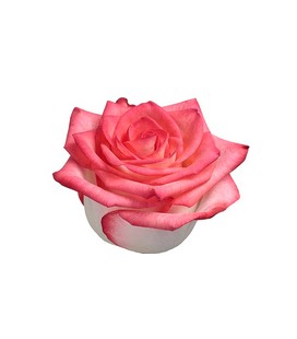 Rose Blush 60 cm (colombie) x 25