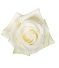 Rose Sugar Doll (colom) 60 cm x 25