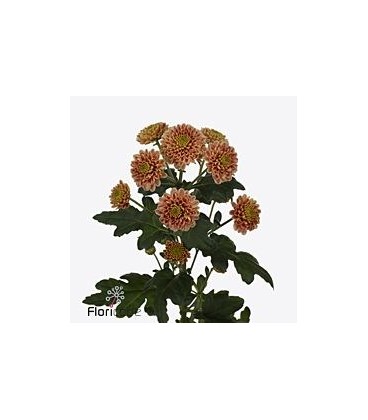 Santini Ellison Salmon 55 cm