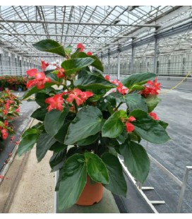 Begonia Dragon Ø 19
