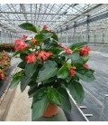 Begonia Dragon Ø 19