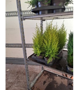 Gold crest wilma pot de 13 