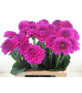 Dahlia Stratos 60 cm