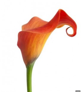 Calla Callista 55 cm