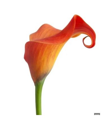 Calla Callista 55 cm
