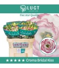 Lisianthus Croma Brid Kiss