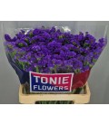 Statice Navy Sun Birds 60 cm