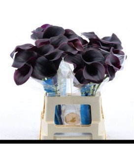 Calla Captaine Carrera 60 cm