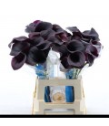 Calla Captaine Carrera 60 cm