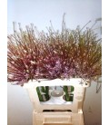 Allium Schubertii 50 cm