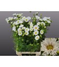 Cosmos Bipinnatus 70 cm blanc