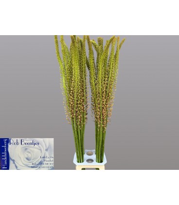 Eremurus Macarena 120 cm