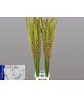 Eremurus Macarena 120 cm