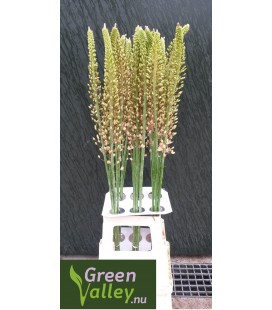 Eremurus Romance 90 cm