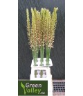 Eremurus Romance 90 cm