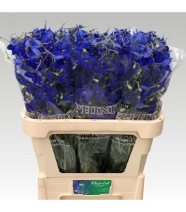 Delphinium Wolkerfried 90 cm