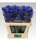 Delphinium Wolkerfried 90 cm