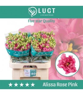 Lisianthus Alissa rose pink 