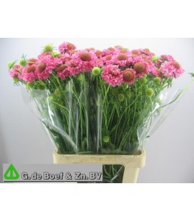 Scabieuse Candy Scoop 50 cm