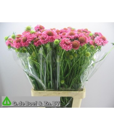Scabieuse Candy Scoop 50 cm