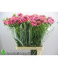 Scabieuse Candy Scoop 50 cm