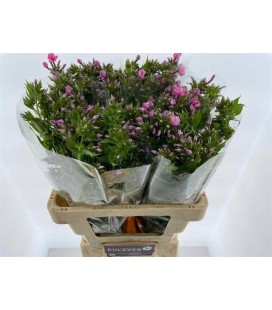 Phlox P kiki 60 cm