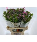 Phlox P kiki 60 cm