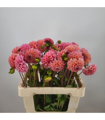 Dahlia Lindas Baby 60 cm