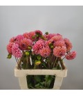 Dahlia Lindas Baby 60 cm