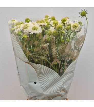 Scabieuse Scoop blanche 50 cm