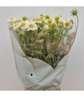 Scabieuse Scoop blanche 75 cm