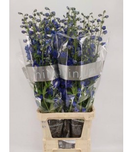 Delphinium Du Delp Bl eme 110 cm
