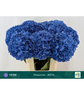 Hortensia Pimpernel  50 cm