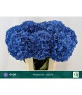 Hortensia Pimpernel  80 cm
