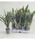 Zygopetalum blue Ø 09 2b
