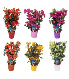 Bougainvillier Dania Espa Ø17 h 65 