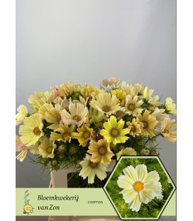 Cosmos Bipinnatus 60 cm jaune