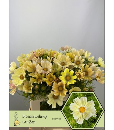 Cosmos Bipunnatus 65 cm