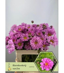 Cosmos Bipinnatus 60/65 cm rose double