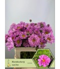 Cosmos Bipinnatus 60/65 cm rose double