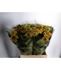 Zinnia Red Lime 