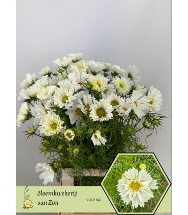 Cosmos Bipinnatus 60 cm extra
