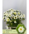 Cosmos Bipinnatus 60 cm extra