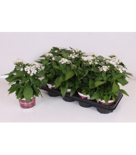 Pentas pot de 13 blanc