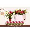 Guzmania Deseo pink Ø 12 h 40
