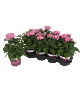 Pentas rose Ø 13